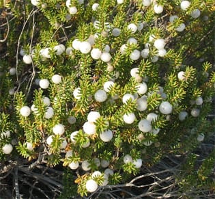 Gender-specific costs of reproduction in a dioecious shrub