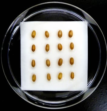 Osmotic and salinity effects on germination