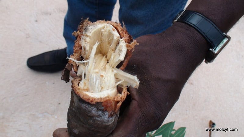 Raíz de almacenamiento leñosa de Manihot violacea