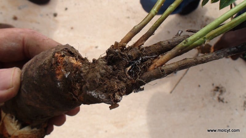 Rebrote de manihot salvaje poco después del incendio