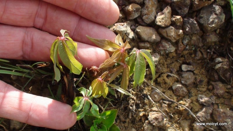 Manihot stipularis - una especie diminuta