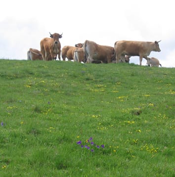 Methods for analysing the response of vegetation to land use