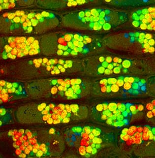 Starch and lipids during cambial reactivation