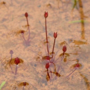 Reproductive ecology in a basal angiosperm