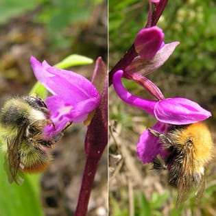 Orchid reproductive isolation and pollination success