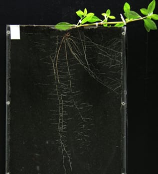 Post-submergence recovery dynamics of wetland plants