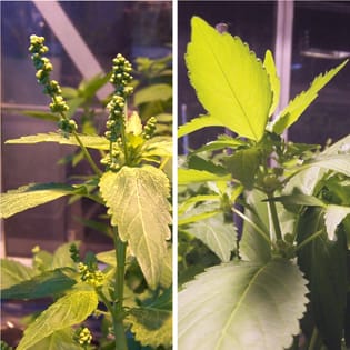 Patterns of resource allocation in a dioecious species