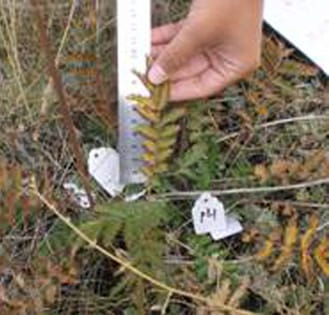 Nitrogen and water effects on functional traits