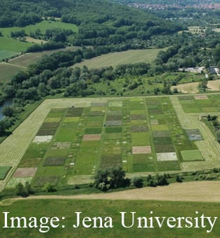 Plant diversity and functional trait variation