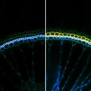 Induction d'une barrière de perte d'O2 radiale et formation d'un enchyme