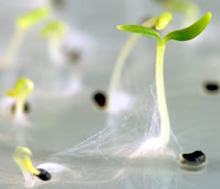 Las semillas de plantas alpinas son de corta duración en el almacenamiento