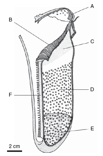 Diagram for a Pitcher Plant