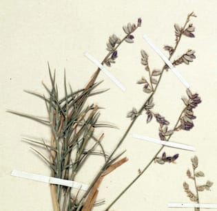 Disproving a C4 reversion in Eragrostis