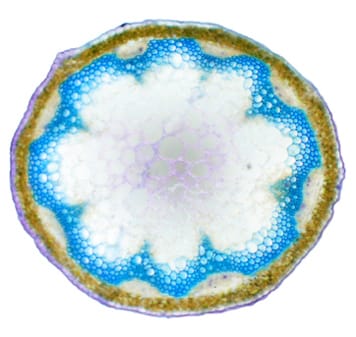 Mechanical perturbation of Arabidopsis