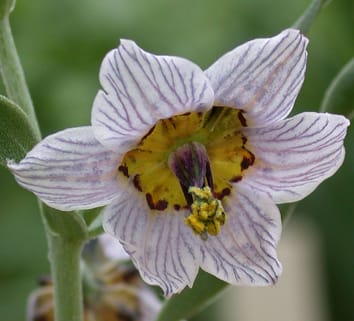 Repetitive components of Fritillaria genomes