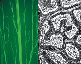 C4 photosynthesis in genus Cleome