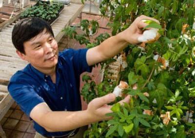 Q: What do plant fertilization, diurnal rhythms and hybrid vigour all have in common?