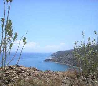 Drought and photosynthetic capacity of Calotropis