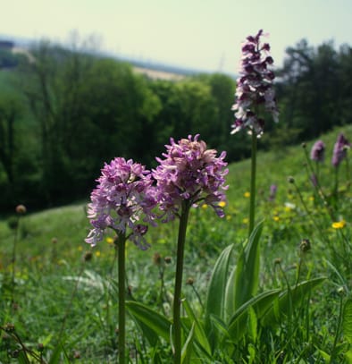 Aislamiento reproductivo y micorrizas en Orchis