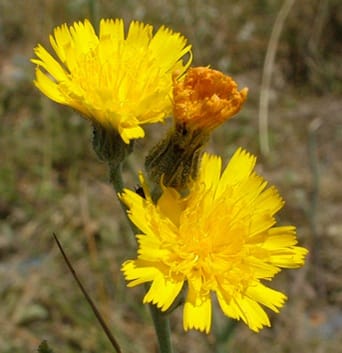 Cytogeography of Pilosella echioides