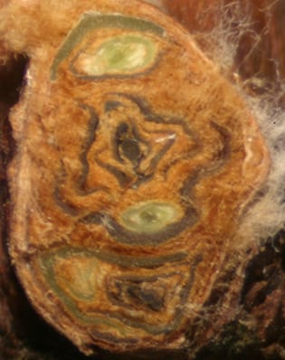 A cold hardiness model for grapevine