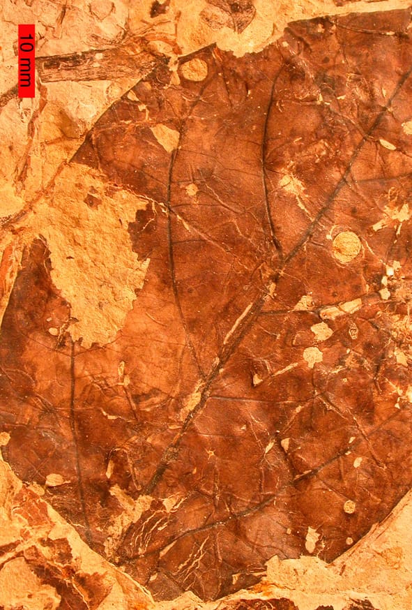 It’s not what you know, but who you know!