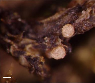 Image: James Lendemer