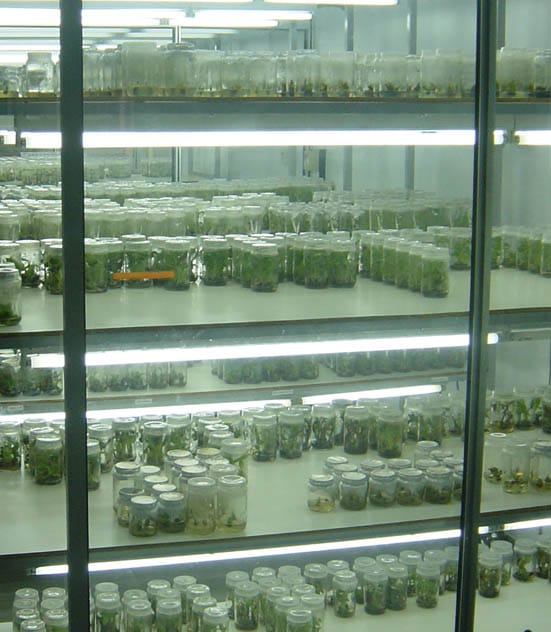 Germoplasma de banano mantenido en cultivo de tejido estéril