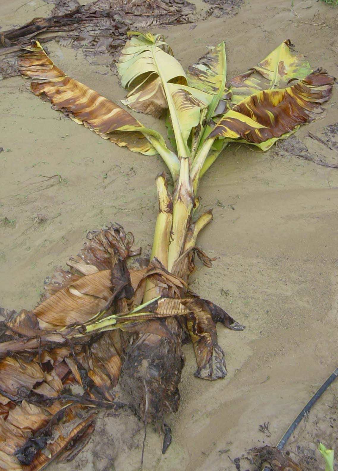 Plátano Gros Michel asesinado por el mal de Panamá