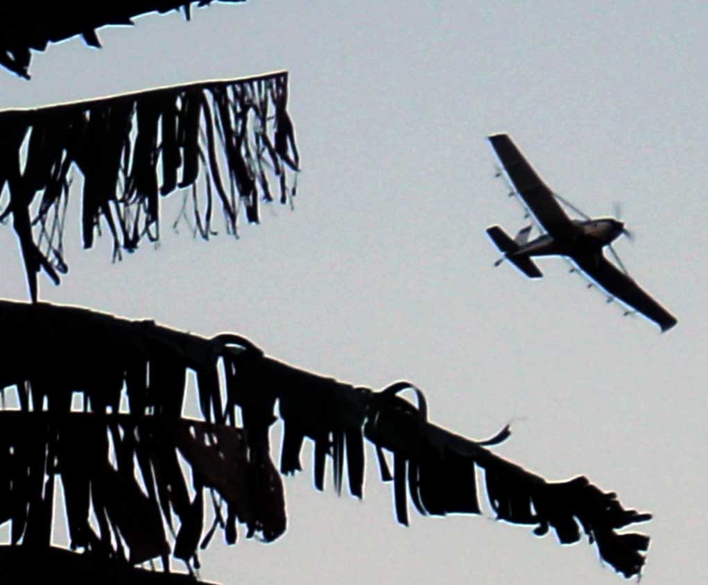 Fumigación aérea para controlar la enfermedad del banano