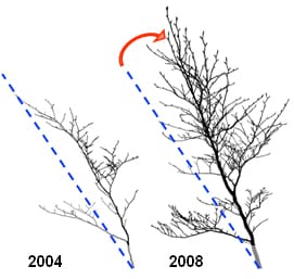 Stem uprighting in tree saplings