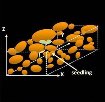 Modelling germination and emergence of <i>Medicago</i> Modelling germination and emergence of <i>Medicago</i>