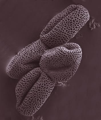 Cytokinesis and pollen apertures in arabidopsis mutants