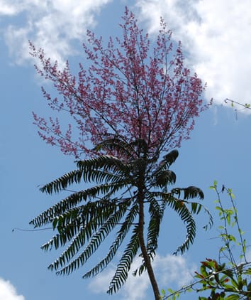 Phylogenetics of the Spathelia–Ptaeroxylon clade