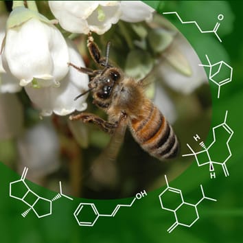 Variation in floral scent post-pollination