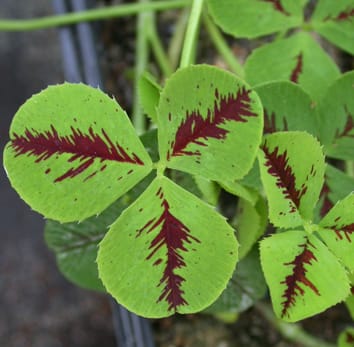 Viruses and promotion of plant genotypic diversity