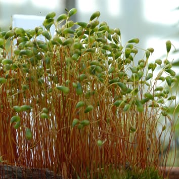 Is the moss calyptra covered by a cuticle?