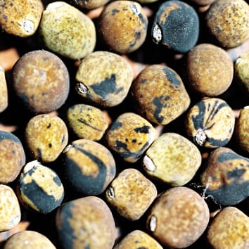 Cultivation and domestication of wild pea