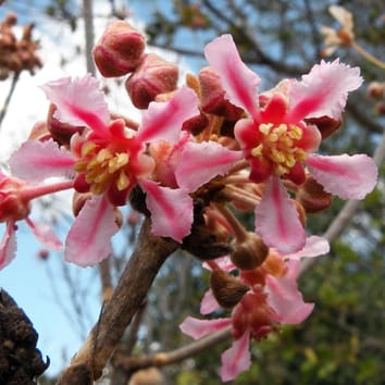 Pollination shift in Neotropical Malpighiaceae Pollination shift in Neotropical Malpighiaceae