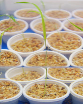 Aerenchyma formation in rice under flooding