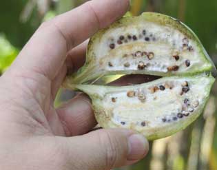 El plátano silvestre fértil con semillas 'Jungle Kela'