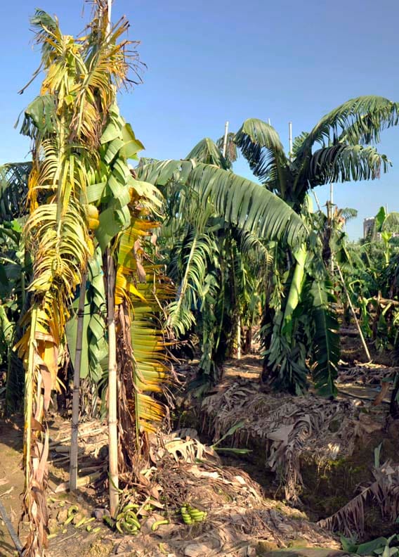Banana Cavendish muerta por Fusarium TR4 en el sur de China
