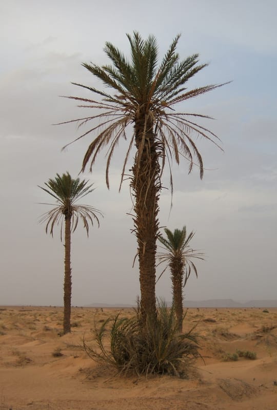 Date sex – XY marks the spot