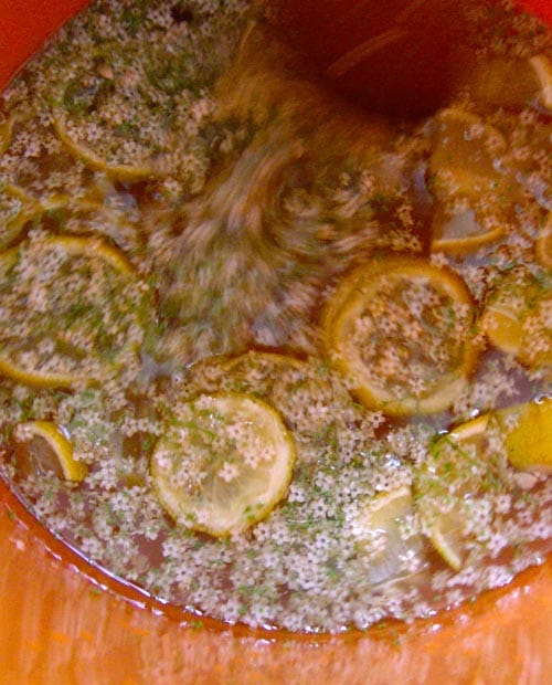 Elaboración de champán flor de saúco - agua azucarada, flores y limón