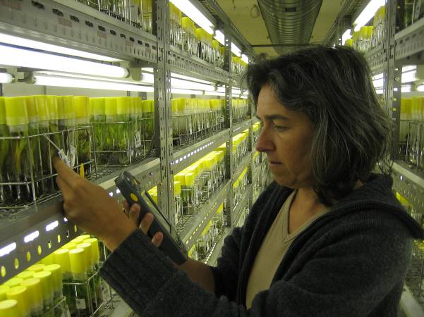 Améliorer la vie grâce à la recherche sur la biodiversité du bananier