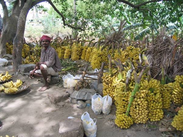 Homme avec récolte de bananes