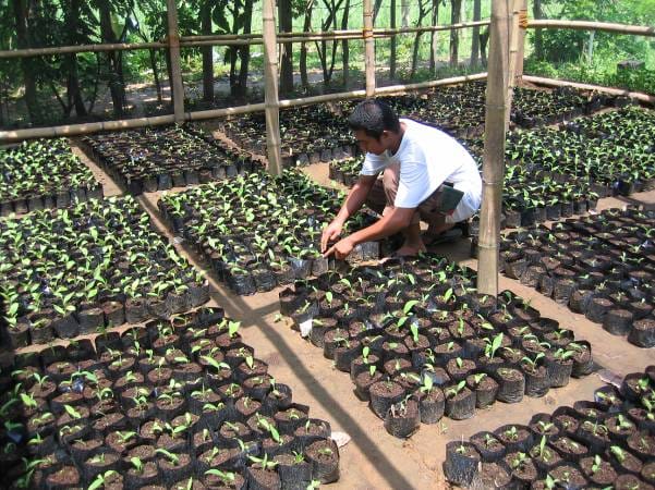 Pépinière de bananes