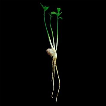 Tetraploidización en cítricos apomícticos