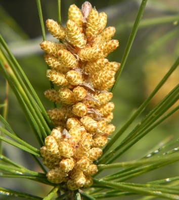 Gender segregation and sex allocation in pine