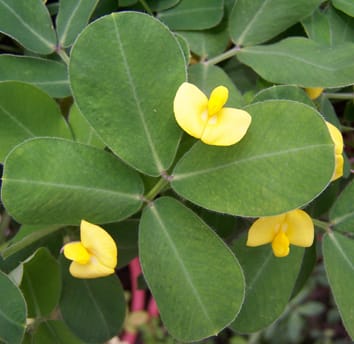 Origin of triploid Arachis by autopolyploidy